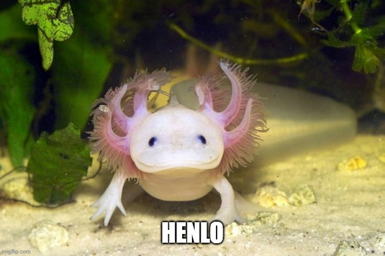 Axolotl | HENLO | image tagged in axolotl | made w/ Imgflip meme maker