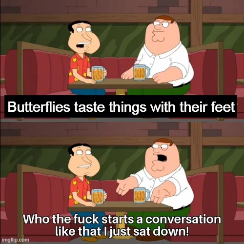 Who the f**k starts a conversation like that I just sat down! | Butterflies taste things with their feet | image tagged in who the f k starts a conversation like that i just sat down | made w/ Imgflip meme maker