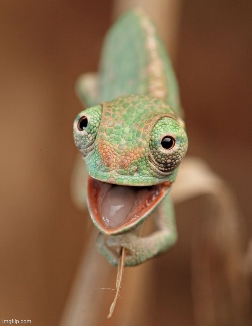 Happy lizard | image tagged in happy lizard | made w/ Imgflip meme maker