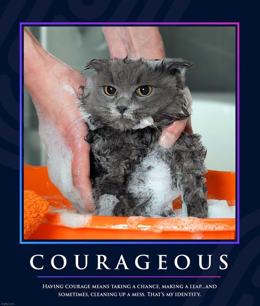 Courageous cat | image tagged in courageous cat,cats,cat,demotivationals,repost | made w/ Imgflip meme maker