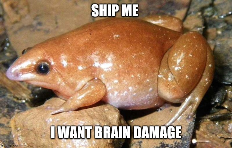 I better see at least one me x phurg | SHIP ME; I WANT BRAIN DAMAGE | image tagged in phurg | made w/ Imgflip meme maker