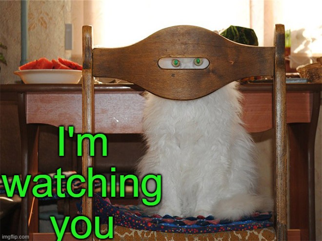 I'm watching you | I'm watching you | image tagged in cats,watching | made w/ Imgflip meme maker