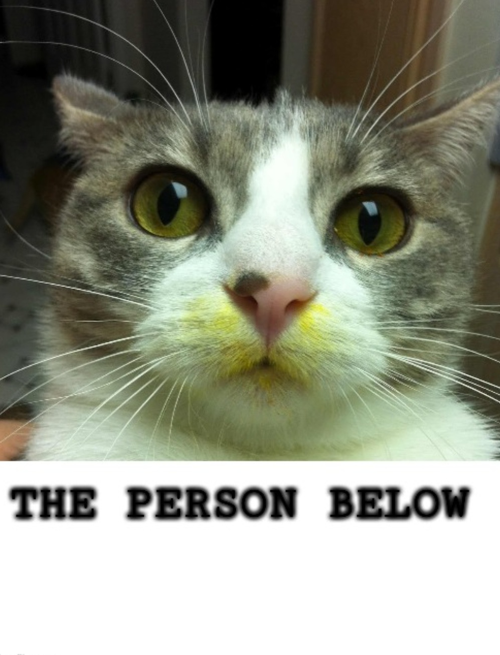 High Quality The Person Below Cat Blank Meme Template