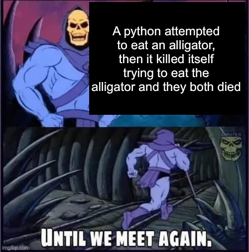 It was too big and possibly still putting up a fight (I don’t remember if it was a Crocodile or Alligator) | A python attempted to eat an alligator, then it killed itself trying to eat the alligator and they both died | image tagged in until we meet again | made w/ Imgflip meme maker