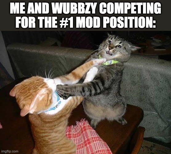 Two cats fighting for real | ME AND WUBBZY COMPETING FOR THE #1 MOD POSITION: | image tagged in funny,memes,fight,battle | made w/ Imgflip meme maker