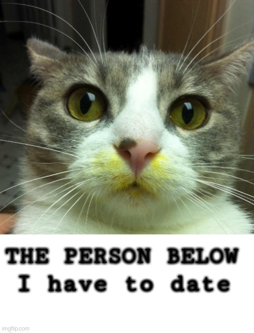 Pls be talking waffles | I have to date | image tagged in the person below cat | made w/ Imgflip meme maker