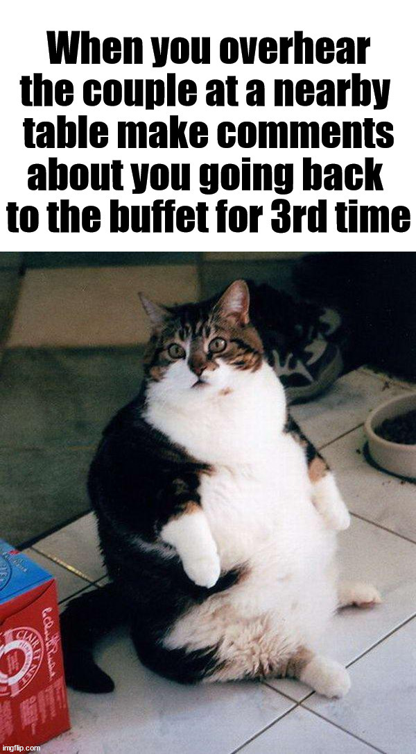 image tagged in fat cat | made w/ Imgflip meme maker