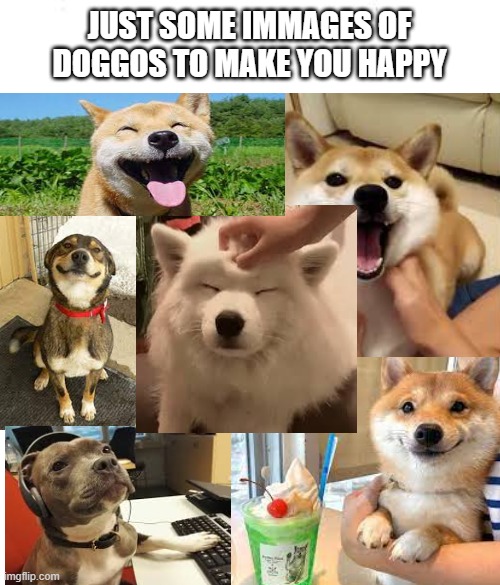 :) |  JUST SOME IMMAGES OF DOGGOS TO MAKE YOU HAPPY | image tagged in meme ground | made w/ Imgflip meme maker