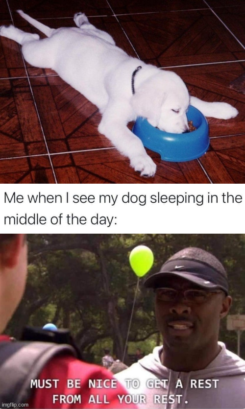 image tagged in sleeping dog,dogs | made w/ Imgflip meme maker