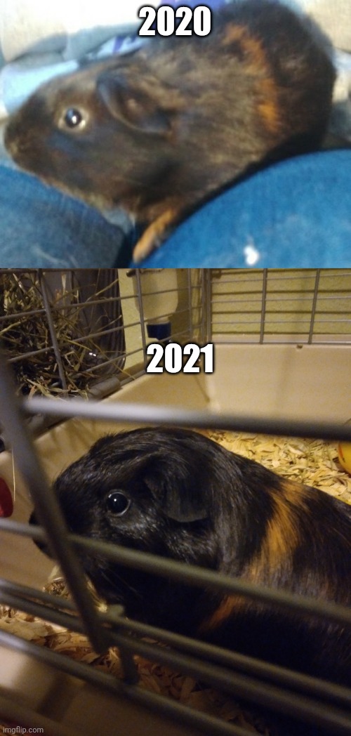 Happy birthday to Kleiner >:3 | 2020; 2021 | made w/ Imgflip meme maker
