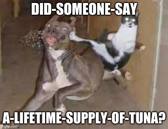 did some one say ____???? | DID-SOMEONE-SAY; A-LIFETIME-SUPPLY-OF-TUNA? | image tagged in did some one say ____ | made w/ Imgflip meme maker