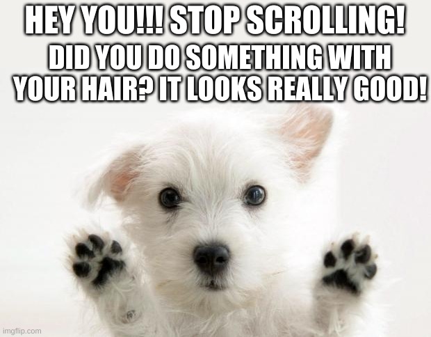 get this to the front page!!!!!1 | HEY YOU!!! STOP SCROLLING! DID YOU DO SOMETHING WITH YOUR HAIR? IT LOOKS REALLY GOOD! | image tagged in cute dog | made w/ Imgflip meme maker