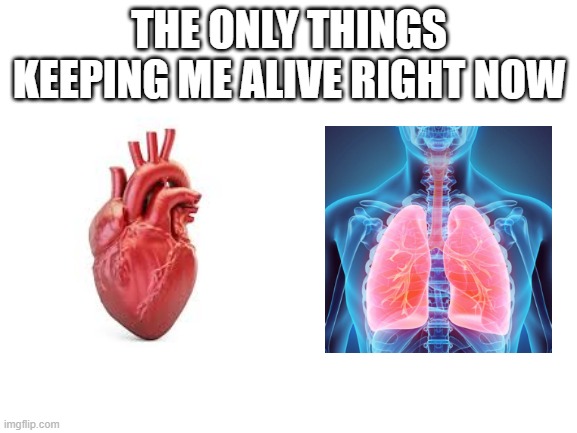 The only things keeping me alive. | THE ONLY THINGS KEEPING ME ALIVE RIGHT NOW | image tagged in meme,alive | made w/ Imgflip meme maker