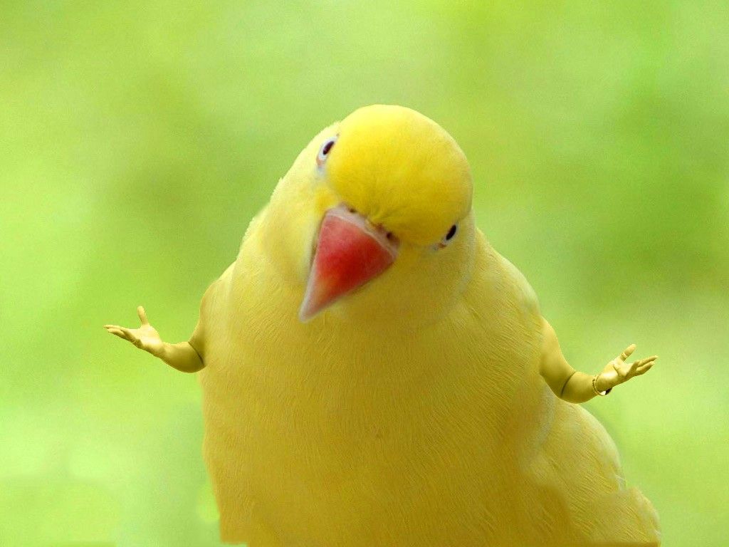 High Quality Parrot with Arms Shrugging Blank Meme Template