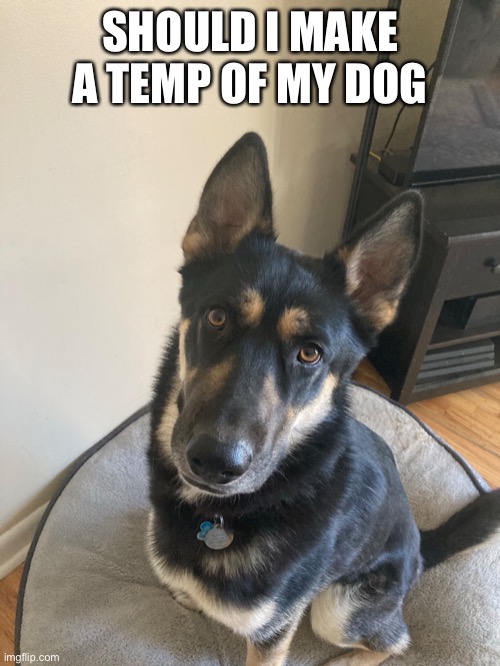 SHOULD I MAKE A TEMP OF MY DOG | made w/ Imgflip meme maker