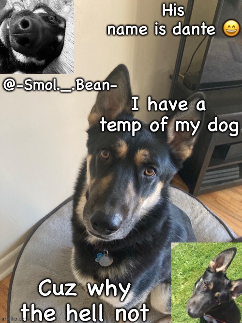 I have a temp of my dog; Cuz why the hell not | image tagged in bean s dante temp | made w/ Imgflip meme maker