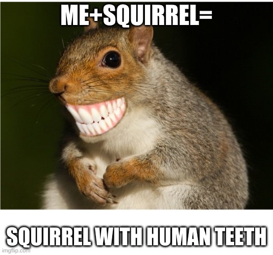 me plus squirrel | ME+SQUIRREL=; SQUIRREL WITH HUMAN TEETH | image tagged in squirrel with human teeth | made w/ Imgflip meme maker