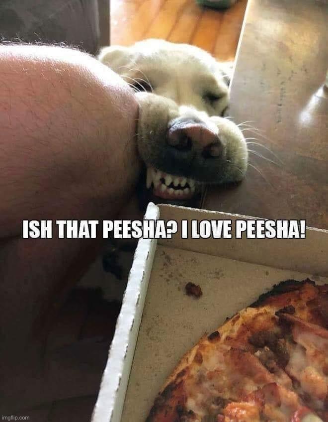 Ish that peesha | image tagged in dog ish that peesha,doggo,doggos,dog,dogs,repost | made w/ Imgflip meme maker