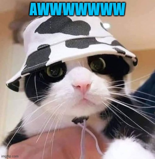 AWWWWWWW | made w/ Imgflip meme maker