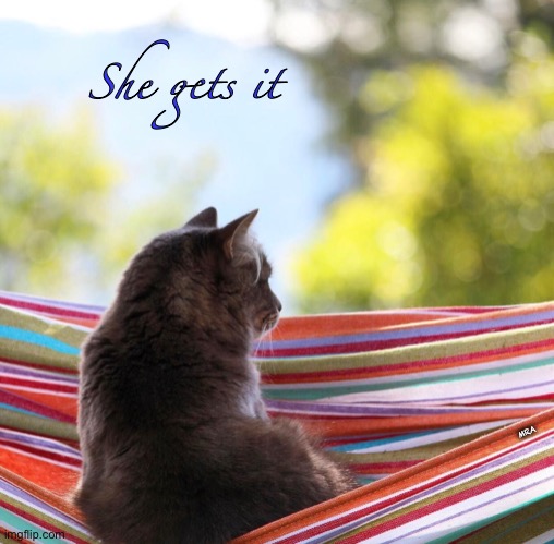 The Life of a Cool Cat | She gets it; MRA | image tagged in cat,hammock,my kinda thing | made w/ Imgflip meme maker