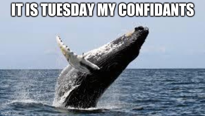 Whale. | IT IS TUESDAY MY CONFIDANTS | image tagged in whale | made w/ Imgflip meme maker