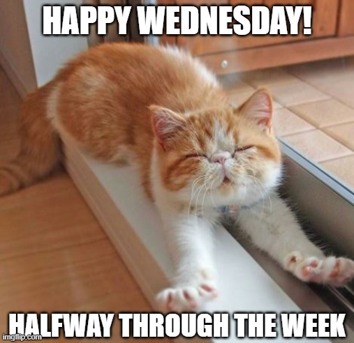 happy wednesday |  HAPPY WEDNESDAY! HALFWAY THROUGH THE WEEK | image tagged in wednesday,happiness,work,life,positive thinking,cats | made w/ Imgflip meme maker
