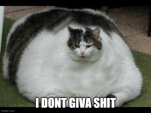 fat cat 2 | I DONT GIVA SHIT | image tagged in fat cat 2 | made w/ Imgflip meme maker