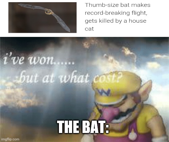 I've won but at what cost? | THE BAT: | image tagged in i've won but at what cost | made w/ Imgflip meme maker