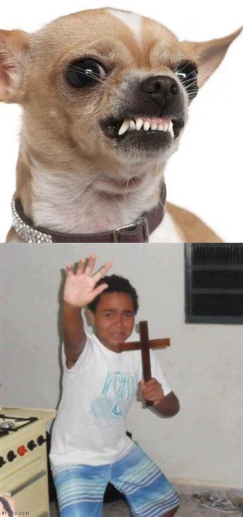 Those little dogs are demons, man | image tagged in angry chihuahua,scared kid | made w/ Imgflip meme maker