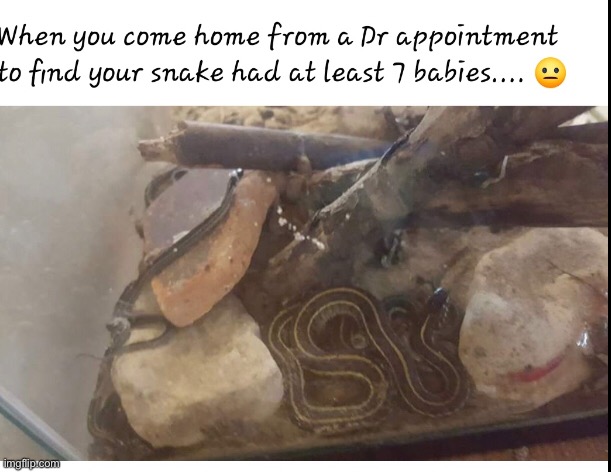 This was on my moms Facebook page 4 years ago, just flexing that I had a snake and it had 11 children | image tagged in snek,noodles,are,good | made w/ Imgflip meme maker