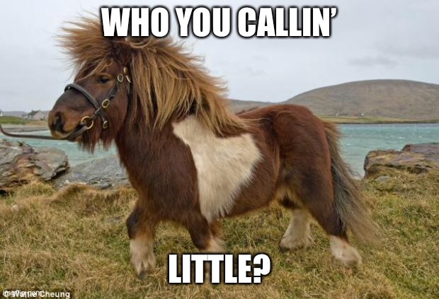 Little pony Shetland style | WHO YOU CALLIN’; LITTLE? | image tagged in shetland pony,my little pony | made w/ Imgflip meme maker