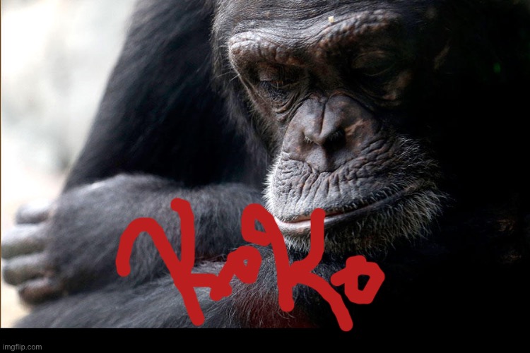 Koko | image tagged in koko | made w/ Imgflip meme maker