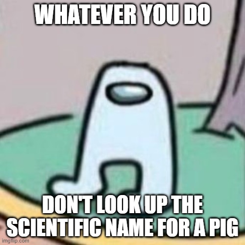 A            M      O      G        U              S | WHATEVER YOU DO; DON'T LOOK UP THE SCIENTIFIC NAME FOR A PIG | image tagged in amogus | made w/ Imgflip meme maker