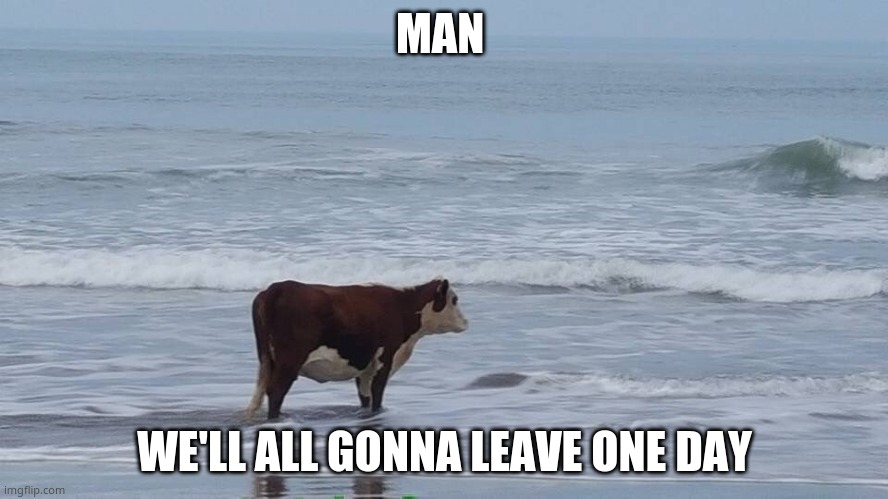 sad cow | MAN; WE'LL ALL GONNA LEAVE ONE DAY | image tagged in sad cow | made w/ Imgflip meme maker