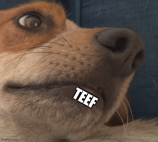 my dog | TEEF | made w/ Imgflip meme maker