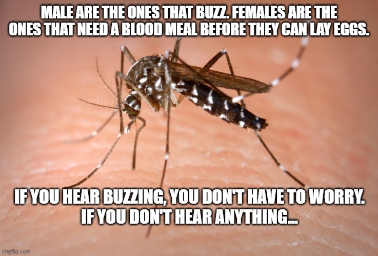 mosquito  | MALE ARE THE ONES THAT BUZZ. FEMALES ARE THE ONES THAT NEED A BLOOD MEAL BEFORE THEY CAN LAY EGGS. IF YOU HEAR BUZZING, YOU DON'T HAVE TO WO | image tagged in mosquito | made w/ Imgflip meme maker