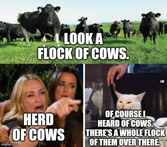 LOOK A FLOCK OF COWS. J M; HERD OF COWS; OF COURSE I HEARD OF COWS. THERE'S A WHOLE FLOCK OF THEM OVER THERE. | image tagged in smudge the cat | made w/ Imgflip meme maker