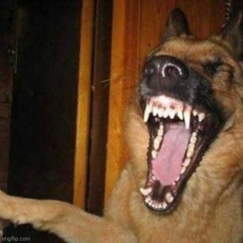 Laughing Dog | image tagged in laughing dog | made w/ Imgflip meme maker
