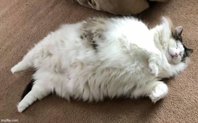 Chonker | made w/ Imgflip meme maker