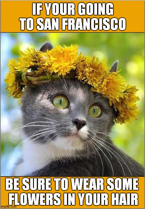 A Hippy Cat ? | IF YOUR GOING TO SAN FRANCISCO; BE SURE TO WEAR SOME
 FLOWERS IN YOUR HAIR | image tagged in cats,summer of love,hippies,song lyrics | made w/ Imgflip meme maker