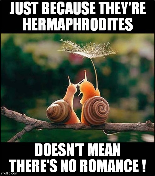 Snails Find Love ! | JUST BECAUSE THEY'RE
HERMAPHRODITES; DOESN'T MEAN THERE'S NO ROMANCE ! | image tagged in fun,snail,love,romance | made w/ Imgflip meme maker