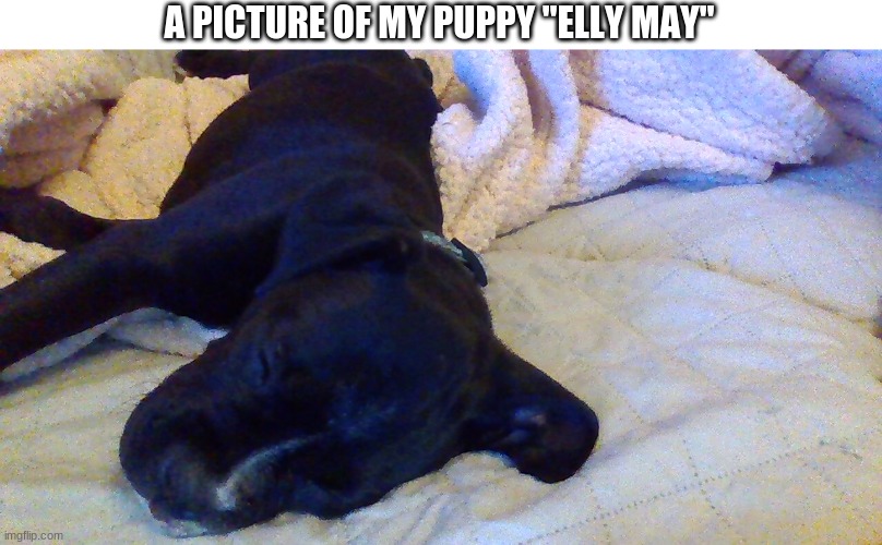 A PICTURE OF MY PUPPY "ELLY MAY" | made w/ Imgflip meme maker
