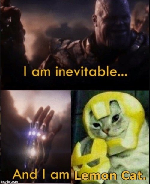 Lemon cat | image tagged in when life gives you lemons,cat,iron man,thanos | made w/ Imgflip meme maker
