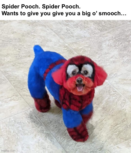 Lookout! Here comes the Spiderpooch | Spider Pooch. Spider Pooch.
Wants to give you give you a big o’ smooch… | image tagged in funny memes,funny dog memes | made w/ Imgflip meme maker
