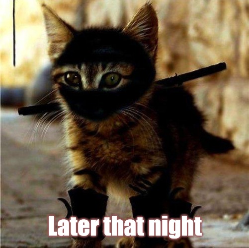 Ninja Cat | Later that night | image tagged in ninja cat | made w/ Imgflip meme maker