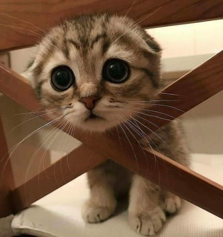 High Quality Cute Kitty Cat Blank Meme Template