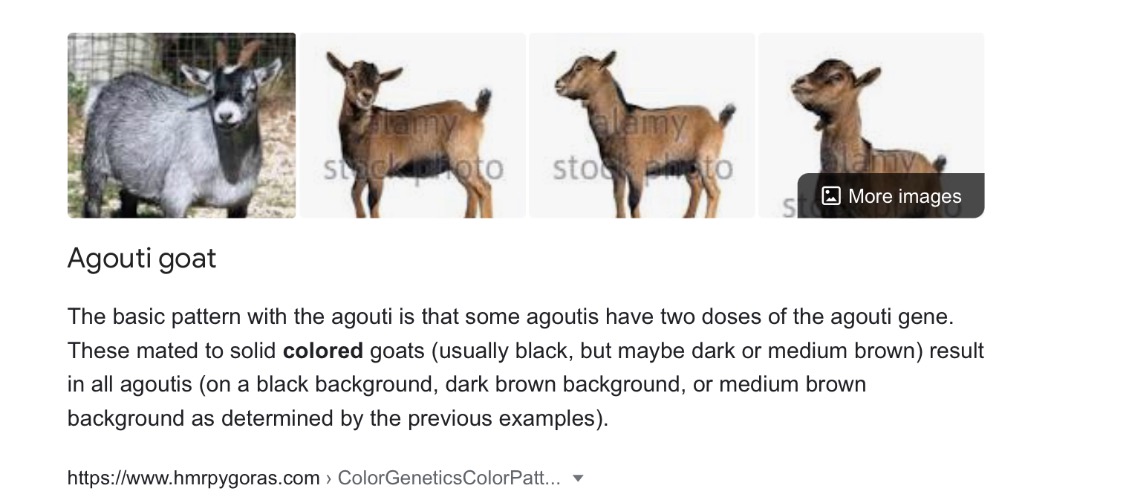 It’s “A Goat Tea” hfgfhfhfjfhhfghhs- | made w/ Imgflip meme maker