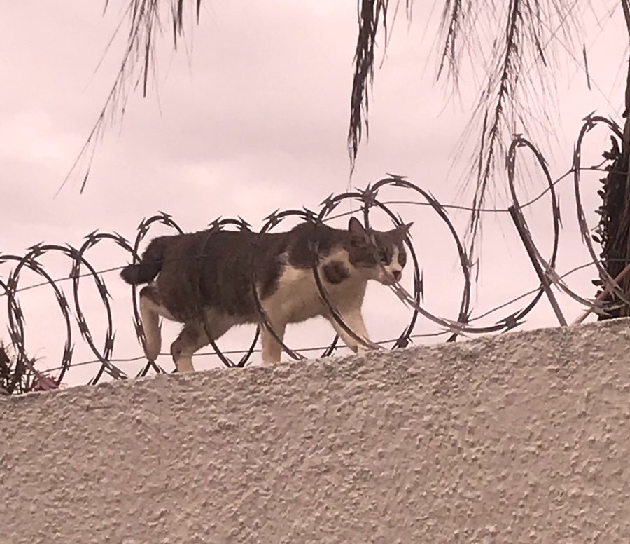 Cat Barbed Wire Blank Meme Template
