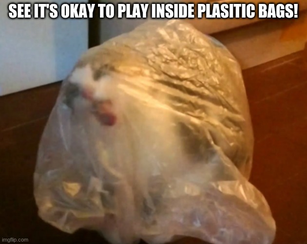 Cat in bag | SEE IT'S OKAY TO PLAY INSIDE PLASITIC BAGS! | image tagged in cat in bag | made w/ Imgflip meme maker
