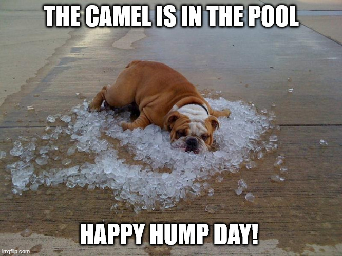 Hot hump day | THE CAMEL IS IN THE POOL; HAPPY HUMP DAY! | image tagged in hump day | made w/ Imgflip meme maker